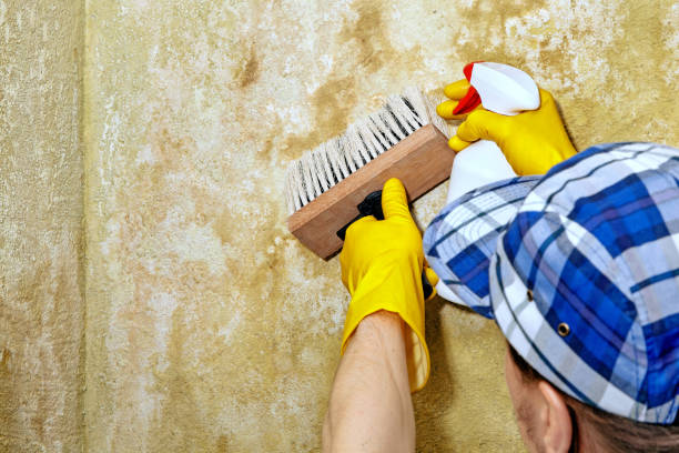 Best Asbestos and Lead Testing During Mold Inspection  in Louise, TX